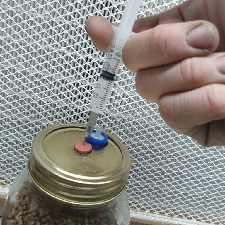How To Make Liquid Culture For Mushroom Growing Archer's Mushrooms