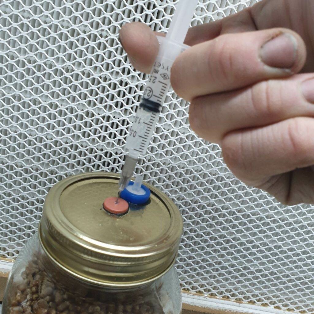 Simple Grain Spawn | Mushroom Grain Spawn | How to Make Mushroom Grain Spawn | Wheat Berry Spawn | Archers Mushrooms | Mushroom Blogs | Mushroom Growing | Mushroom Tips | Mushroom Business