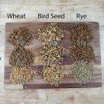 How Much Water Does Grain Absorb? | Mushroom Growing | Mushroom Blogs | Mushroom Growing | Mushroom Tips | Mushroom Business How Much Water Does Grain Absorb? | Mushroom Growing | Mushroom Blogs | Mushroom Growing | Mushroom Tips | Mushroom Business