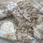 Simple Grain Spawn | Mushroom Grain Spawn | How to Make Mushroom Grain Spawn | Wheat Berry Spawn | Archers Mushrooms | Mushroom Blogs | Mushroom Growing | Mushroom Tips | Mushroom Business Simple Grain Spawn | Mushroom Grain Spawn | How to Make Mushroom Grain Spawn | Wheat Berry Spawn | Archers Mushrooms | Mushroom Blogs | Mushroom Growing | Mushroom Tips | Mushroom Business