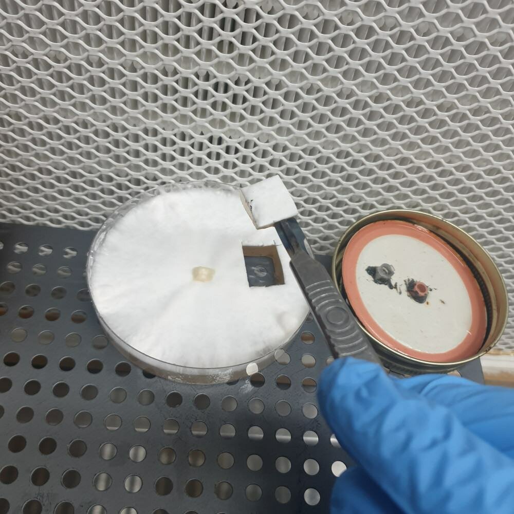 Making Liquid Culture | LC For Mushroom Growing Archers Mushrooms | Mushroom Blogs | Mushroom Growing | Mushroom Tips | Mushroom Business