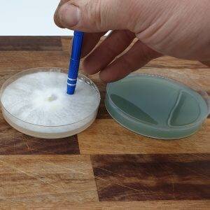 DIY Biopsy Punch | DIY Agar Transfer Tool | DIY Agar Punch Tool | Mushroom Growing | Mushroom Blogs | Mushroom Growing | Mushroom Tips | Mushroom Business