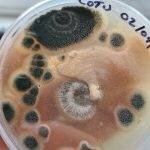 No-Pour Agar Tek | Mushroom Growing | Mushroom Blogs | Mushroom Growing | Mushroom Tips | Mushroom Business No-Pour Agar Tek | Mushroom Growing | Mushroom Blogs | Mushroom Growing | Mushroom Tips | Mushroom Business