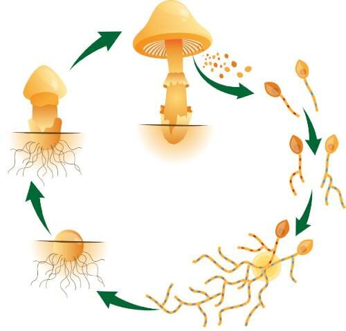 How Do Mushrooms Grow? | Mushroom Growing | Mushroom Blogs | Mushroom Growing | Mushroom Tips | Mushroom Business
