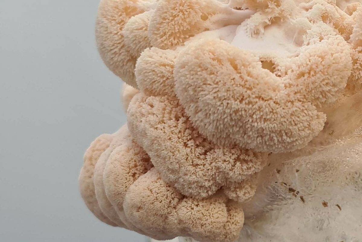 Shoots & Spores Mushroom Shop And Farm | Mushroom Growing | Mushroom Tips | Mushroom Business