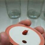 How To Make Grain Spawn Jars or ‘AirPort’ Jars | Archers Mushrooms | Mushroom Blogs | Mushroom Growing | Mushroom Tips | Mushroom Business