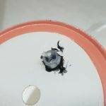 How To Make Grain Spawn Jars or ‘AirPort’ Jars | Archers Mushrooms | Mushroom Blogs | Mushroom Growing | Mushroom Tips | Mushroom Business