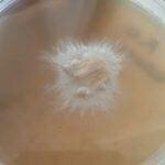 No-Pour Agar Tek | Mushroom Growing | Mushroom Blogs | Mushroom Growing | Mushroom Tips | Mushroom Business