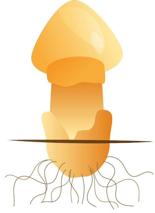 How Do Mushrooms Grow? | Mushroom Growing | Mushroom Blogs | Mushroom Growing | Mushroom Tips | Mushroom Business