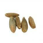 Different Types Of Grain Spawn For Mushroom Growing | Mushroom Blogs | Mushroom Growing | Mushroom Tips | Mushroom Business Different Types Of Grain Spawn For Mushroom Growing | Mushroom Blogs | Mushroom Growing | Mushroom Tips | Mushroom Business