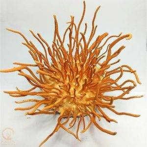 Cordycep Militaris Liquid Culture | Kaizen Cordyceps | Mushroom Growing | Mushroom Blogs | Mushroom Growing | Mushroom Tips | Mushroom Business