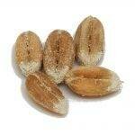 Different Types Of Grain Spawn For Mushroom Growing | Mushroom Blogs | Mushroom Growing | Mushroom Tips | Mushroom Business