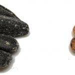 Different Types Of Grain Spawn For Mushroom Growing | Mushroom Blogs | Mushroom Growing | Mushroom Tips | Mushroom Business Different Types Of Grain Spawn For Mushroom Growing | Mushroom Blogs | Mushroom Growing | Mushroom Tips | Mushroom Business