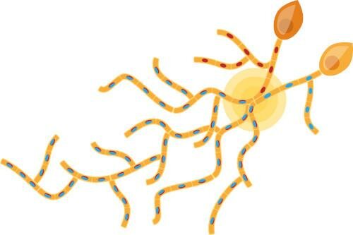 How Do Mushrooms Grow? | Mushroom Growing | Mushroom Blogs | Mushroom Growing | Mushroom Tips | Mushroom Business